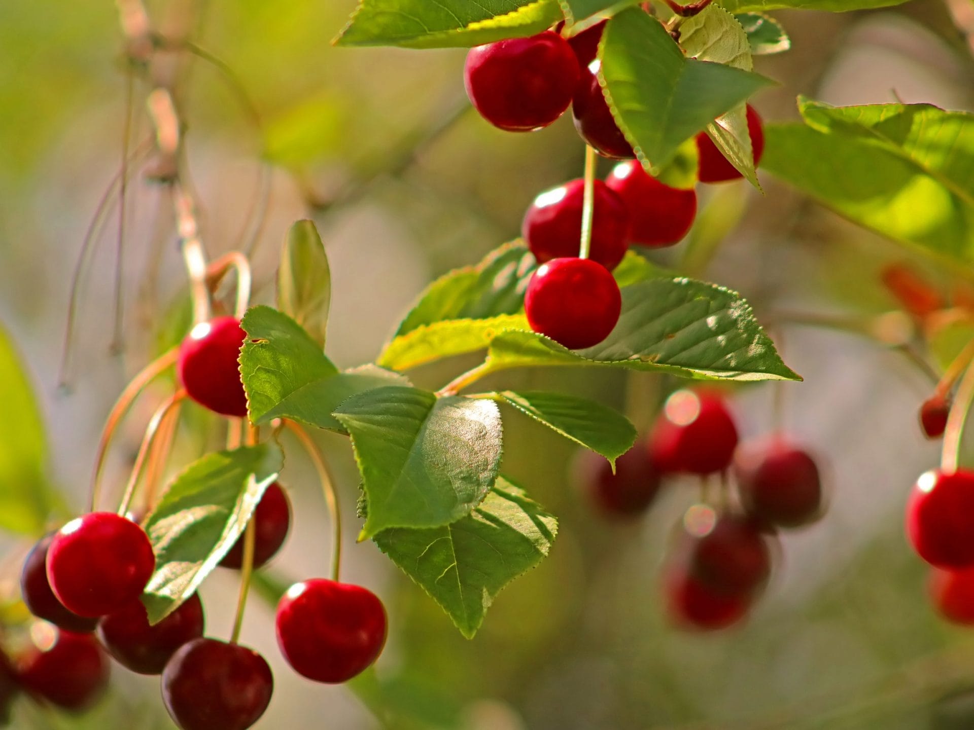 7 Different Types of Cherries and How to Use Them